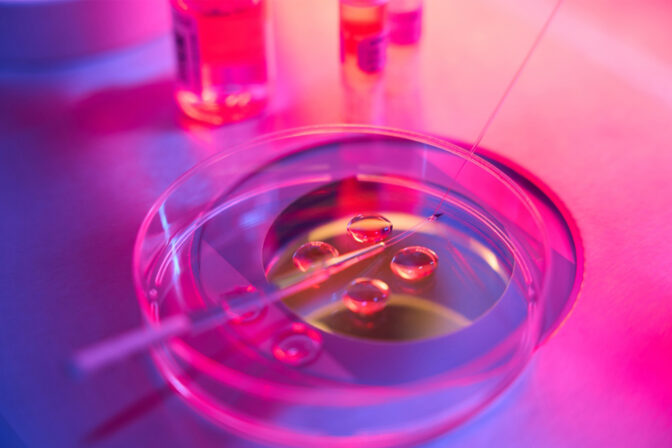 Embryo
