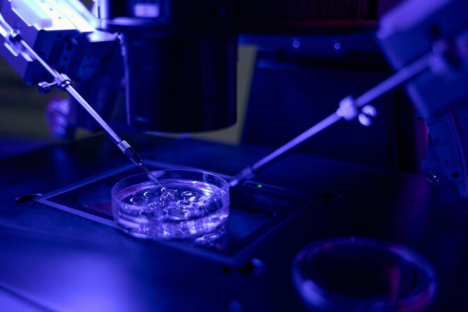 Embryos